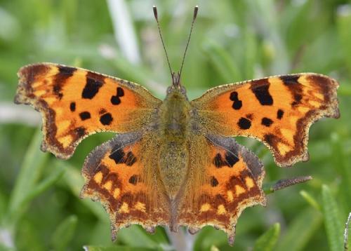 Réf. 220 149 : Polygonia c-album